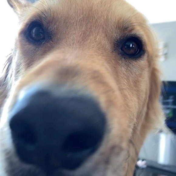 Meet your Posher, Jaelyn - Picture 1 of 1